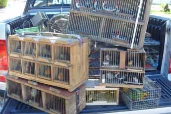 , Appendix I ou II), and 3 siskins Estância, State of Sergipe, Brazil May 26, 2014 The sellers were set up in the Estancia market and were offering to sell the wild birds.