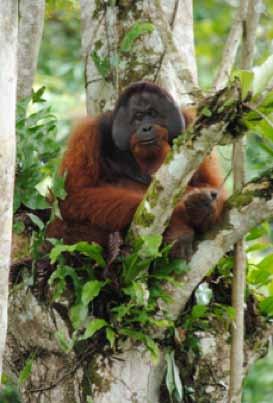 OCEANIA Conviction for possession of 11 orangutan skulls (genus Pongo, Appendix I), 25 monkey skulls (Primates spp., Appendix I and II), a bear (Ursidae spp., Appendix I and II), a lynx (Lynx spp.