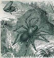The most famous the Atrax robustus, Sydney funnel-web spider, is found in a 200 km radius around Sydney, Australia. Rarely deadly, a tarantula bite is painful.