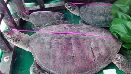 A local fishing boat was arrested at the same time as the Qiongquionghai 09063 with 70 sea turtles on