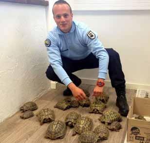Wonderful. The police of Corsica, a Mediterranean island under French administration, deal with Hermann s tortoises in their mission as environmental police.