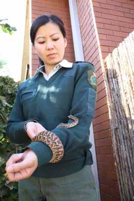 , Appendix or II) Mount Austin, New South Wales, Australia April 8, 2014 The python was nestled in the back of a basement. The owners will later be interrogated by police.