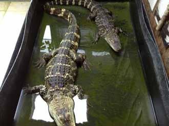 Seizure of 2 American alligators (Alligator mississippiensis, Appendix II) Stouffville, Province of Ontario, Canada May 14, 2014 Locked in a hut in the garden, the 2 alligators were held as pets.