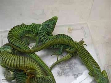 Seizure of 55 turtles, 30 arboreal alligator lizards (genre Abronia, unlisted on CITES), 4 horned vipers (Cerastes cerastes, unlisted on CITES) and a five-keeled spiny-tailed iguana (Ctenosaura