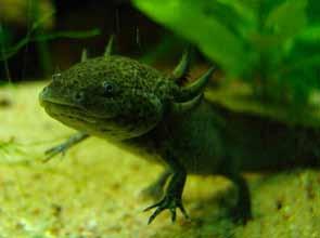 rare, they supply the international market for pets. The animal is bred in captivity and there are more of axolotls in aquariums than in Mexican lakes.