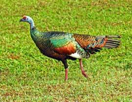 Birds AMERICA Total from 1 st April to 30 th June 1864 seized birds Seizure of an ocellated turkey (Meleagris ocellata, Appendix III Guatemala) Yucatán, Mexico April 7, 2014 Profepa has been