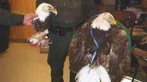 They would sell bones, beaks, claws of eagles and owls, birds of prey of whom hunting is banned in Alberta.
