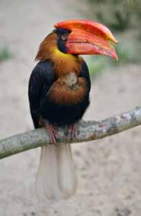 Eclectus is native to Australia, Indonesia, Papua New Guinea and Solomon Islands. Seizure of 2 Rufous hornbills (Buceros hydrocorax, Appendix II), 3 raptors (Falconiformes spp.