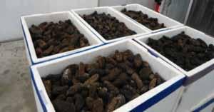 5 t of sea cucumbers - 55,955 animals (Isostichopus fuscus, Appendix III in Ecuador) Ensenada, Baja California, Mexico May 21, 2014 Surprise inspection of a business.