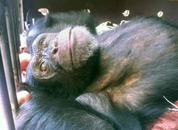 ASIA Seizure of a chimpanzee (Pan troglodytes, Appendix I) Lebanon April 5, 2014 Charlie was the last known captive chimpanzee in Lebanon.