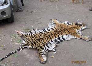 Arrest of a tiger poacher Kalagarh, Uttarakhand, India April 2014 The forest department arrested Banshi, a poacher, and confiscated the knives and steel traps that he used to trap and kill tigers.