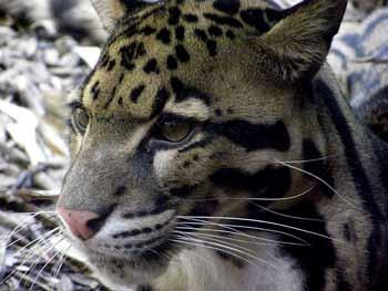 Conviction for illegal possession of a leopard skin Pithoragarh, State of Uttarakhand, India June 2014 The 2 people arrested in June 2011 holding a leopard skin were sentenced to 3 years of prison