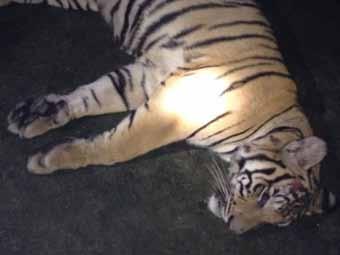 REPEATED OFFENSE Arrest of the poacher of at least 30 tigers Gurgaon, State of Haryana, India June 10, 2014 A regular to whom at least 30 tiger killings can be claimed has been arrested.