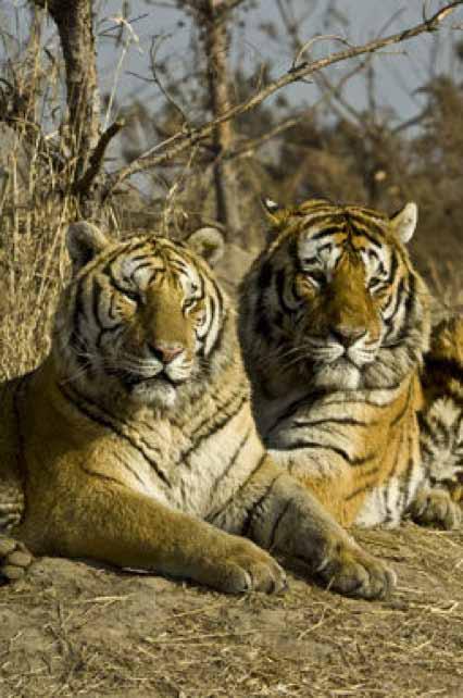 3 poachers have just been sentenced to 5 years in prison for killing a female tiger in March 2013. Formal DNA evidence was provided by the Centre for Cellular & Molecular Biology (CCMB) in Hyderabad.