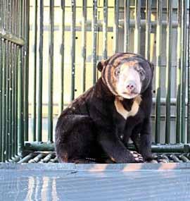 Bears ASIA Seizure of a sun bear (Helarctos malayanus, Appendix I) Cambodia April 2014 Preventing a bear from being cooked in a soup or used in an Asian grandmother s pharmacy to cure rheumatism is