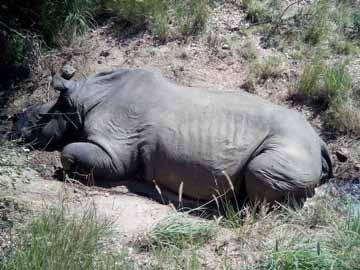 The 3 Asian rhinoceros species are in Appendix I: Rhinoceros unicornis, Dicerorhinus sumatrensis, Rhinoceros sondaicus.