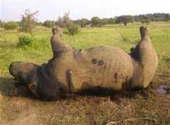 Poaching of one rhinoceros Somkhanda Reserve, Province of KwaZulu-Natal, South Africa April 2014 The Somkhanda Reserve is within the 320 km 2 territory managed by the Gumbi community.
