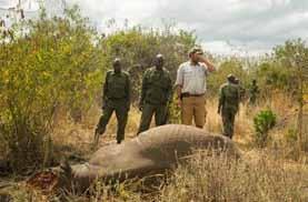 Poaching of a black rhino Kenya June 2014 10 gunshots in the dark. At noon, the body of the female rhino was found.