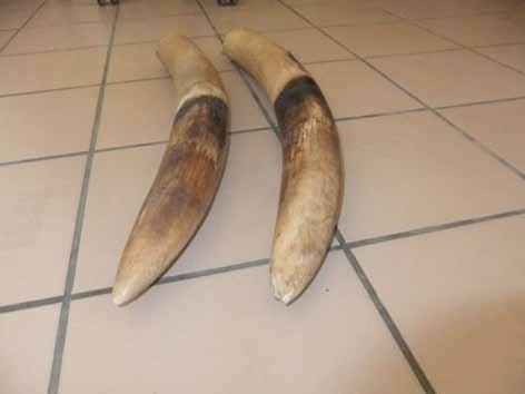 Seizure of 2 elephant tusks Ntoum, Province Estuary, Gabon April 2, 2014 Applauded one day, implicated the next, the Gabonese DGDI (General Directorate of Documentation and Immigration) is