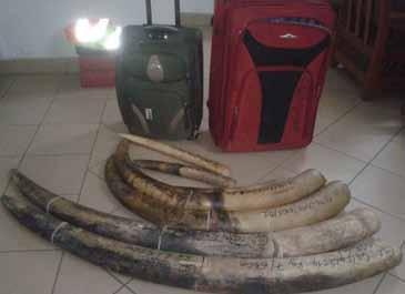 Inside the vehicle there were indeed a good quantity of bush meat and 2 elephant tusks. smugglers including Hamadou Djamad alias Abib were caught out at the M Vengue airfield.