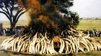 Poaching of one elephant Masai Mara, Narok County, Kenya Carcass found on May 2, 2014 53 Conviction for possession of 2 elephant tusks (5.