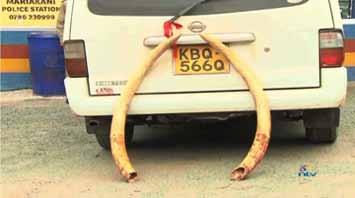 measures and let the cat out of the bag, reaking of scandal. This yet did not prevent subsequent theft of 62 tusks.