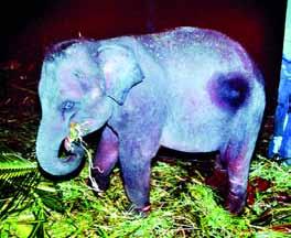 procure, all owners of captive elephants that have not followed procedures for declaration can receive amnesty.