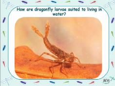 The larva has climbed out of the water and crawled onto a plant to emerge.