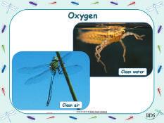 Because dragonflies are cold-blooded, they do not have energy to move