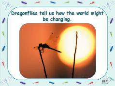51 52 Notes: because they are cold-blooded, dragonflies are closely linked to temperature.