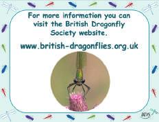 Dragonfly App and identification help, on our website.