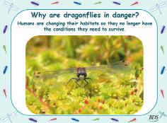 Notes: for example, children can carry out Species: White-faced Darter
