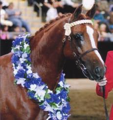 Raskelle is the current East Coast Champion of Champions Led Partbred and Champion Ridden Partbred Stallion.
