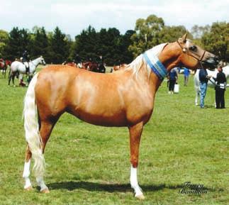 Let us help you find your dream horse, whether it be a show/breeding horse, a pony