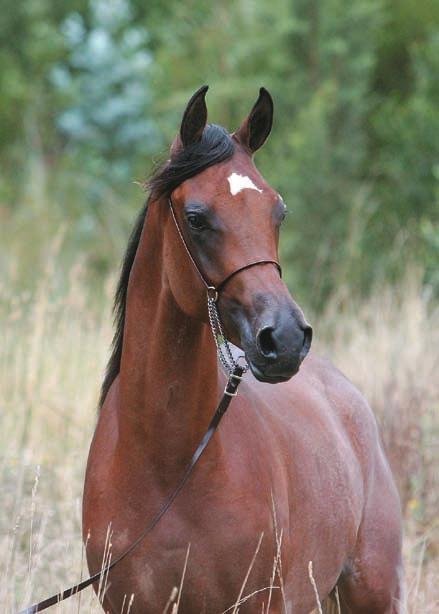MysticaBandito (Focus ONME Fa imp USA x Fairview Shaklas Infatuation) Bay pure Arabian colt Australian National