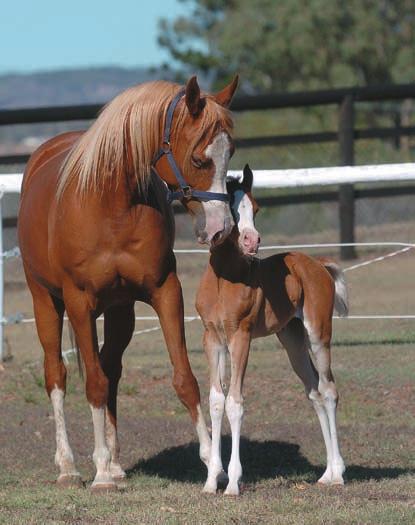 This test tells you what your mare won t F o a l W at c h T e s t K i t predicts birth within 24 hours Eliminates Nightly Foal Sitting Veterinarian Recommended Safe and Easy to Use Sharon Meyers