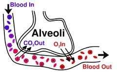 3. This oxyhaemoglobin will be carried with the blood to parts of the body that lack oxygen. 4. Diffussion of oxygen from blood capillaries to body cells: a.