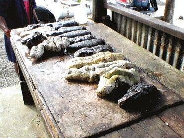 36 Harvesting White and black teatfishes are found as deep as 30 40 m (Reichenbach 1999) in Fiji and generally deeper than the majority of commercially collected sea cucumber species.