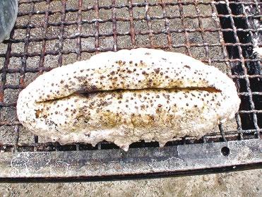 Properly dried sea cucumbers make no noise when pressure is applied and have a very hard outer surface. This indicates that the product is fully dried and can be packed after grading.