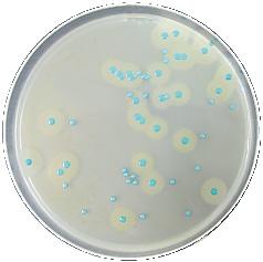 Alternative methods validated by AFNOR Certification IRIS Salmonella IRIS Salmonella method allows a rapid detection of all Salmonellae in human, animal food products and environmental samples.
