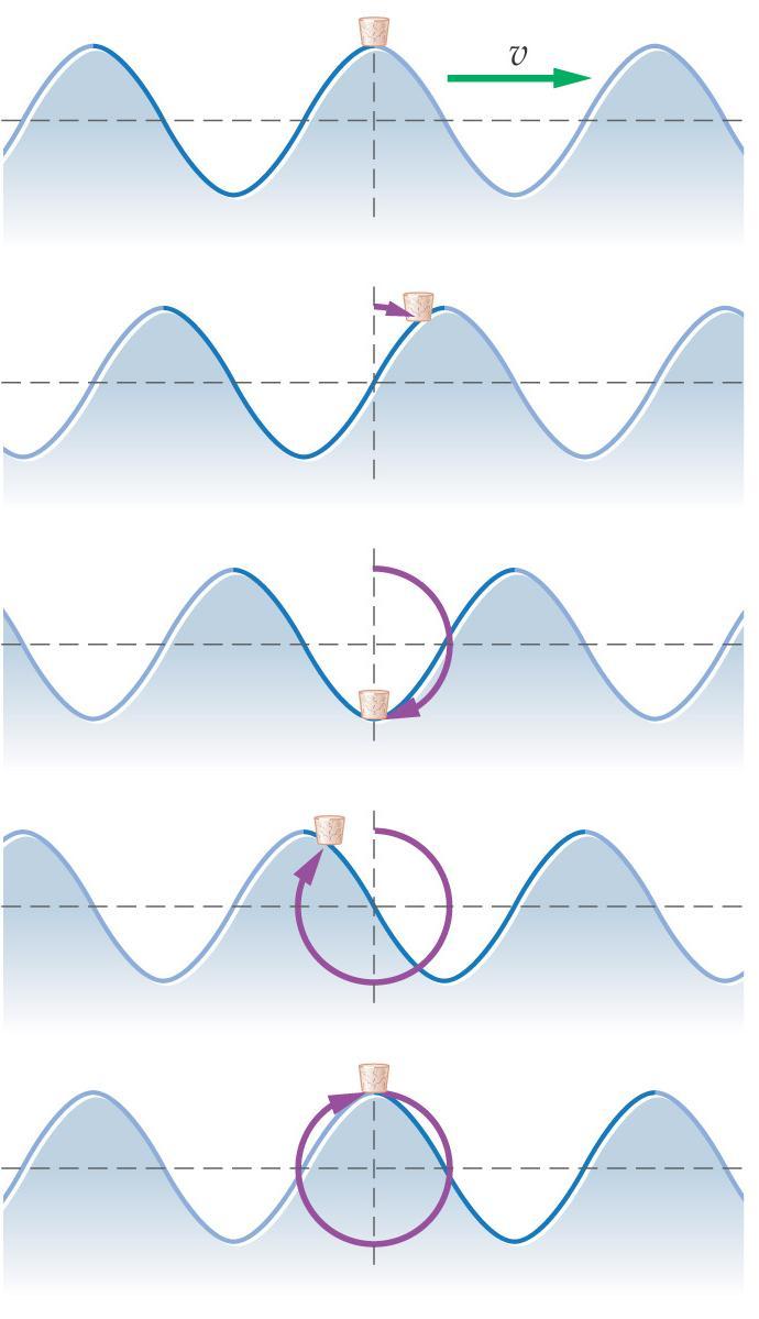 14-1 Types of Waves Water waves are a