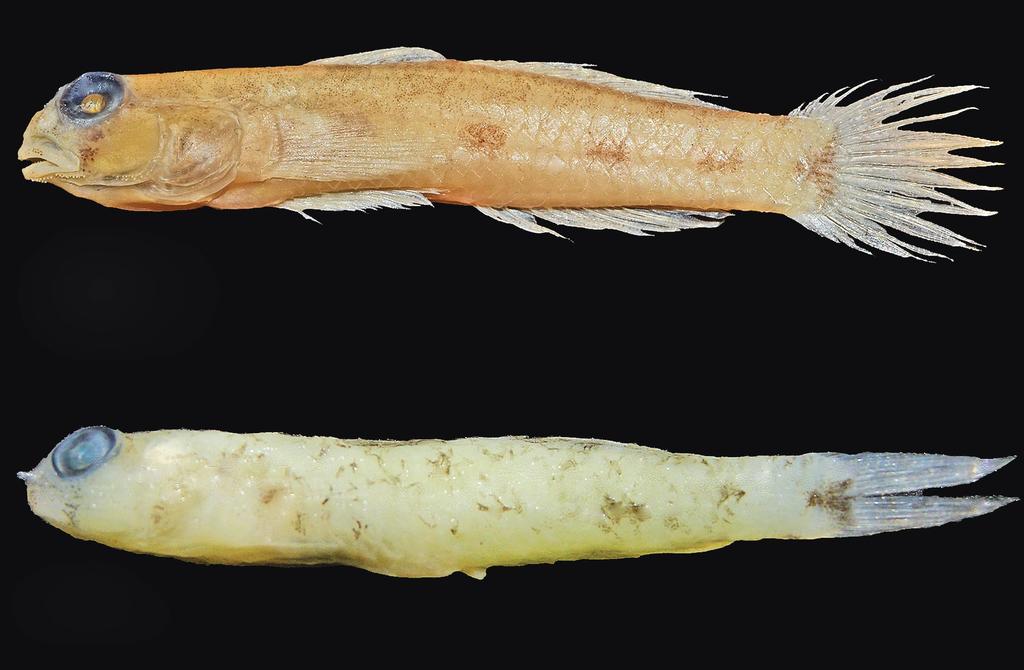 Figure 5. Istigobius murdyi, freshly collected paratype, WAM P.33686-001, 29.7 mm SL, Misool, West Papua, Indonesia (M.V. Erdmann). Color in alcohol. (Fig. 6) Head and body brown.