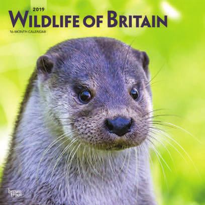 99 UK / Stock Code: 1999969 The British Isles are home to an abundance of magnificent and interesting wildlife.