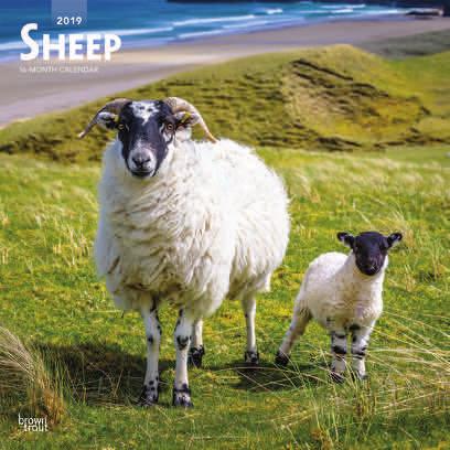 1902846 sheep 99 UK / Stock Code: