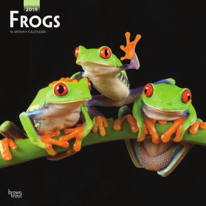 99 UK / Stock Code: 1902570 Frogs
