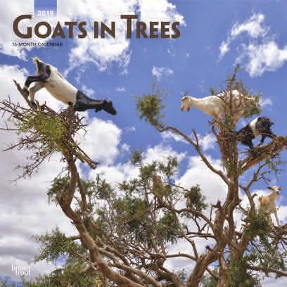 1902600 goats in trees 99 UK /