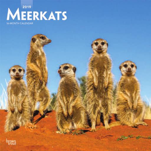 30.5 x 30.5cm Animals & Wildlife meerkats Suggested Retail: 9.