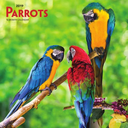 Animals & Wildlife 30.5 x 30.5cm parrots Suggested Retail: 9.