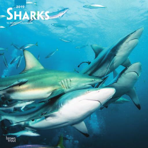 30.5 x 30.5cm Animals & Wildlife sharks Suggested Retail: 9.