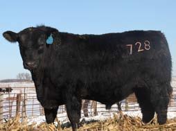 38 * This bull should grow up to be a 7 frame plus bull. He goes back to Sunny Valley Bandolier three times, Hoff Limited Edition twice, and SAV Net Worth. 727 5738 1161 Take note of the Adj.